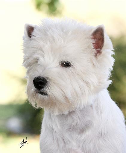 West Highland White Terrier 9Y788D-373.JPG